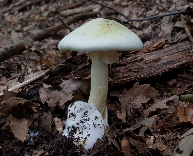 muchotrávka zelená Amanita phalloides (Vaill. ex Fr.) Link