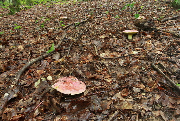 hríb kráľovský Butyriboletus regius (Krombh.) D. Arora & J.L. Frank