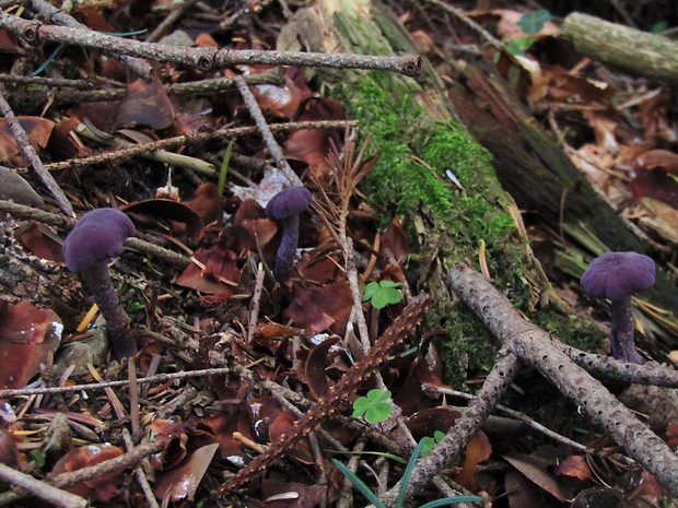 lakovka ametystová Laccaria amethystina (Huds.) Cooke