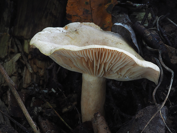 rýdzik lieskový Lactarius pyrogalus (Bull.) Fr.