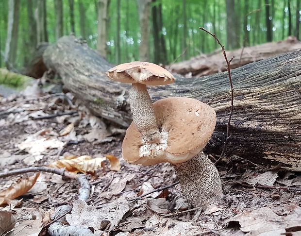 kozák hrabový Leccinum pseudoscabrum (Kallenb.) Šutara