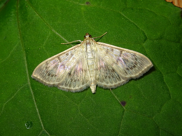 vijačka žihľavová Pleuroptya ruralis