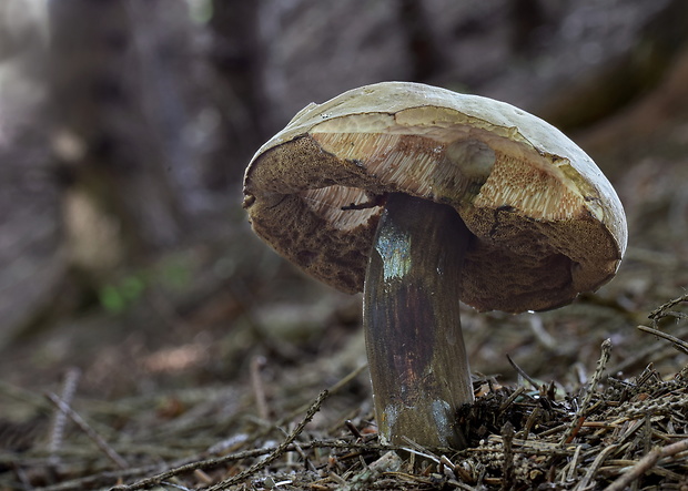 tmavohríb obyčajný Porphyrellus porphyrosporus (Fr. & Hök) E.-J. Gilbert