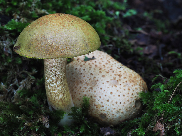 suchohríb cudzopasný Pseudoboletus parasiticus (Bull.) Šutara