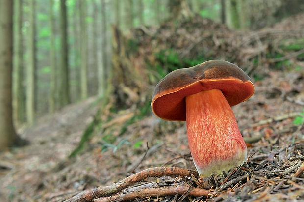 hríb zrnitohlúbikový Sutorius luridiformis (Rostk.) G. Wu & Zhu L. Yang