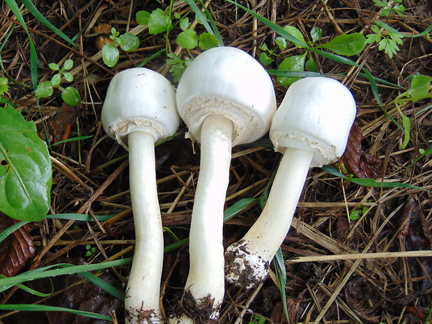 pečiarka Agaricus sp.