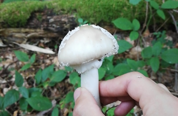 muchotrávka hrubá Amanita excelsa (Fr.) Bertill.