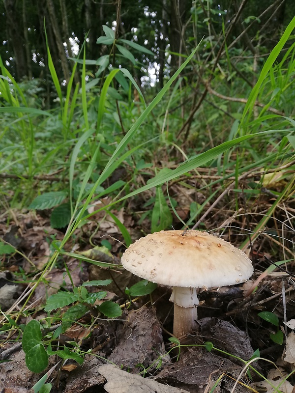 muchotrávka červenkastá Amanita rubescens Pers.