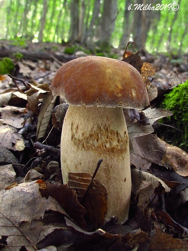 hríb dubový Boletus reticulatus Schaeff.