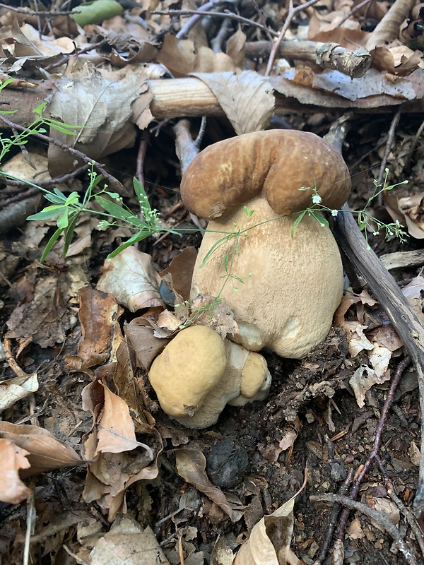 hríb dubový Boletus reticulatus Schaeff.