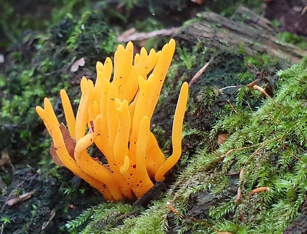 parôžkovec lepkavý Calocera viscosa (Pers.) Fr.