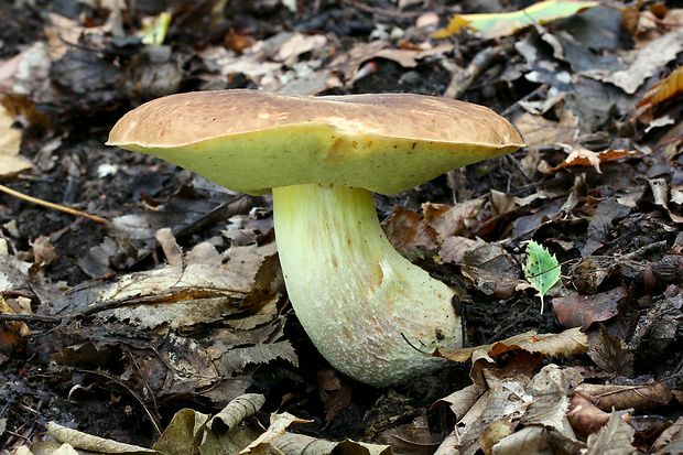 hríb jamkatý Hemileccinum depilatum (Redeuilh) Šutara