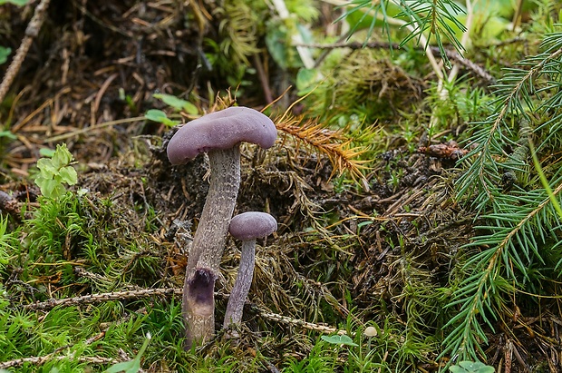 lakovka ametystová Laccaria amethystina (Huds.) Cooke