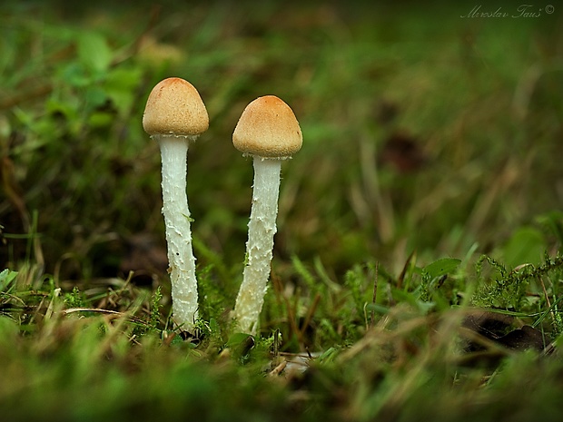 bedlička tanečnicovitá Lepiota oreadiformis Velen.