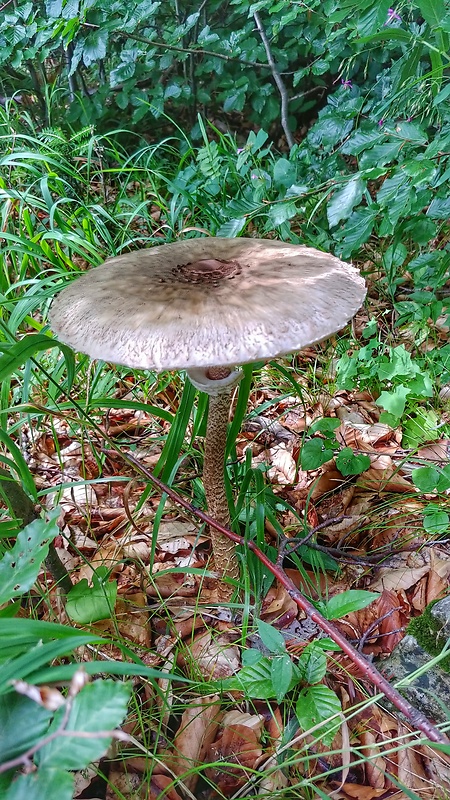 bedľa vysoká Macrolepiota procera (Scop.) Singer