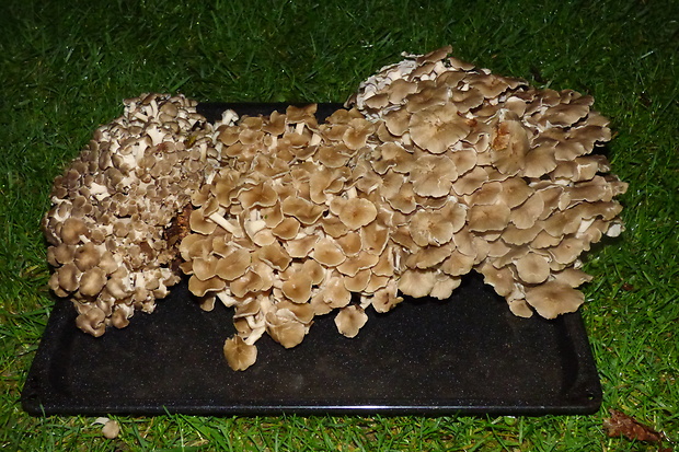 trúdnik klobúčkatý Polyporus umbellatus (Pers.) Fr.