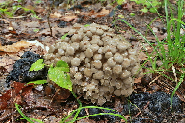 trúdnik klobúčkatý Polyporus umbellatus (Pers.) Fr.