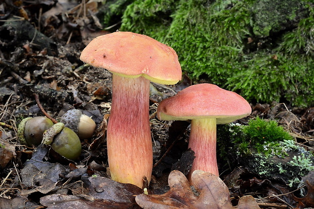 suchohríb marhuľovožltý Rheubarbariboletus armeniacus (Quél.) Vizzini, Simonini & Gelardi