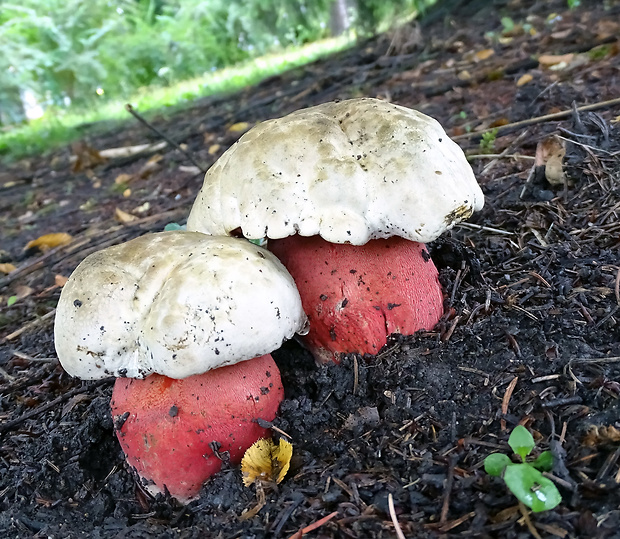 hríb satanský Rubroboletus satanas f. satanas (Lenz) Kuan Zhao & Zhu L. Yang