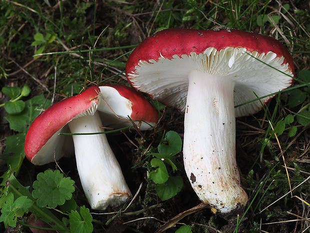 plávka haringová Russula graveolens Romell