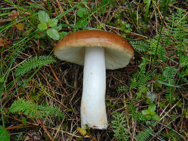 plávka Russula sp.