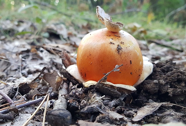 muchotrávka cisárska Amanita caesarea (Scop.) Pers.