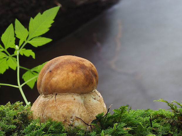 hríb smrekový Boletus edulis Bull.