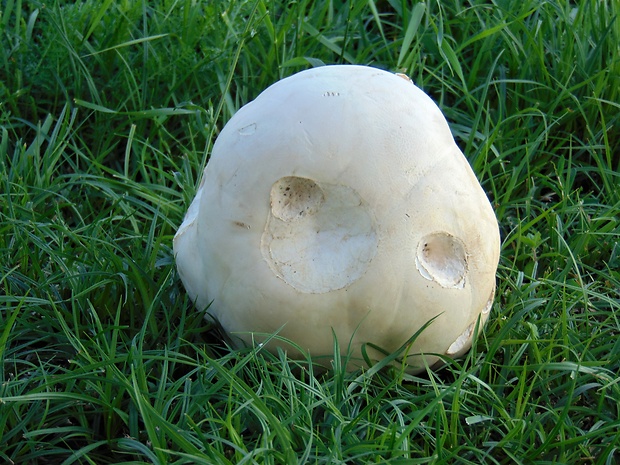 vatovec obrovský Calvatia gigantea (Batsch) Lloyd