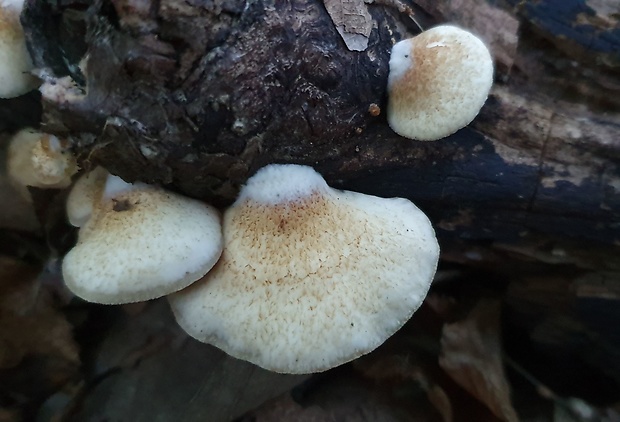 pahliva šafranová Crepidotus crocophyllus (Berk.) Sacc.