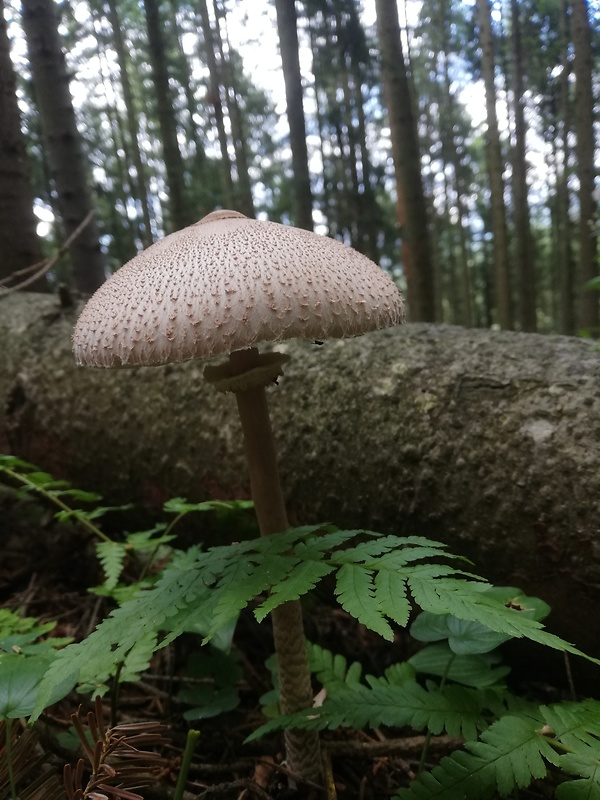 bedľa vysoká Macrolepiota procera (Scop.) Singer