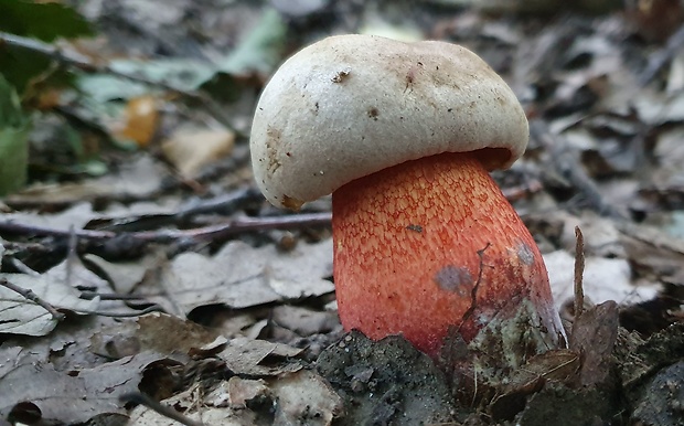 hríb Le Galovej Rubroboletus legaliae (Pilát & Dermek) Della Maggiora & Trassin.