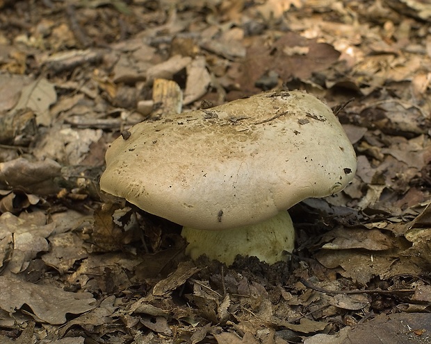 hríb horký Caloboletus radicans (Pers.) Vizzini