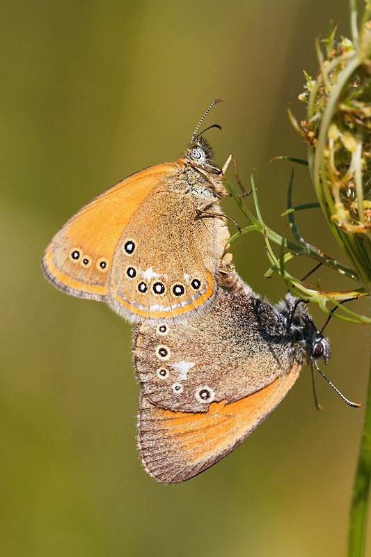 očkáň traslicový  Coenonympha glycerion