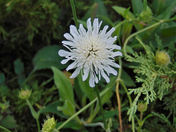 chrastavec Knautia sp