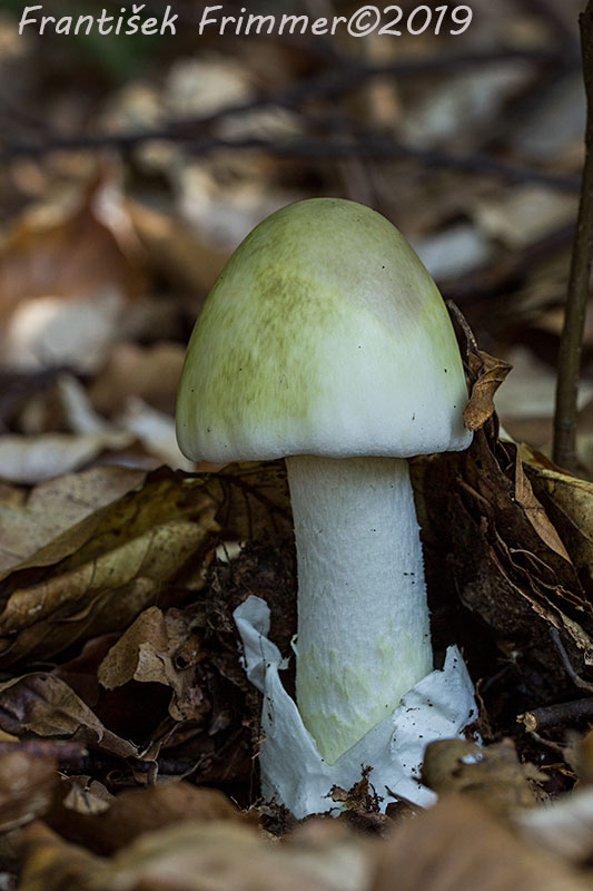 muchotrávka zelená Amanita phalloides (Vaill. ex Fr.) Link