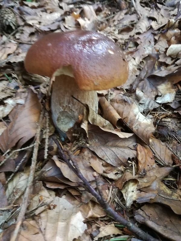 hríb smrekový Boletus edulis Bull.