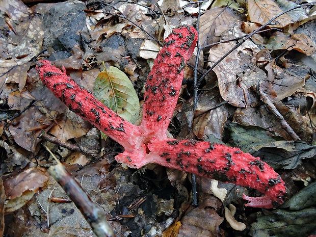 mrežovka kvetovitá Clathrus archeri (Berk.) Dring