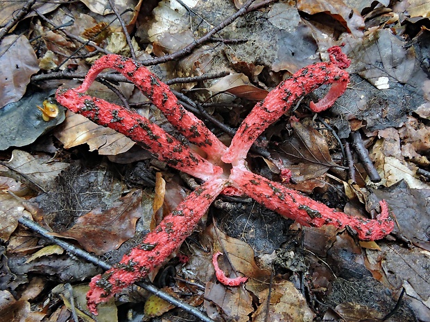 mrežovka kvetovitá Clathrus archeri (Berk.) Dring