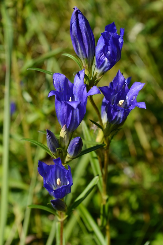 horec pľúcny Gentiana pneumonanthe L.