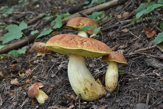 hríb jamkatý Hemileccinum depilatum (Redeuilh) Šutara