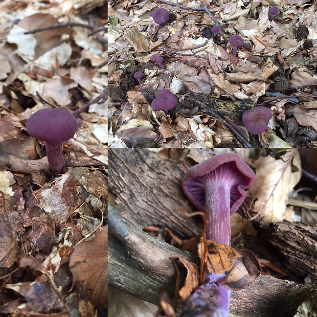 lakovka ametystová Laccaria amethystina (Huds.) Cooke