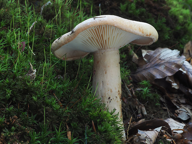 rýdzik bledý Lactarius pallidus Pers.