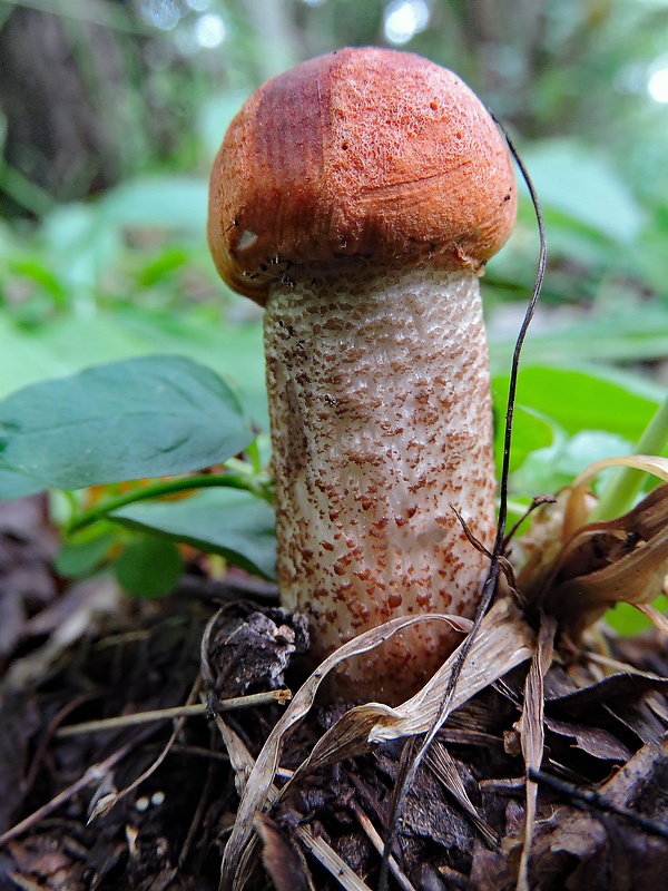 kozák dubový Leccinum aurantiacum (Bull.) Gray