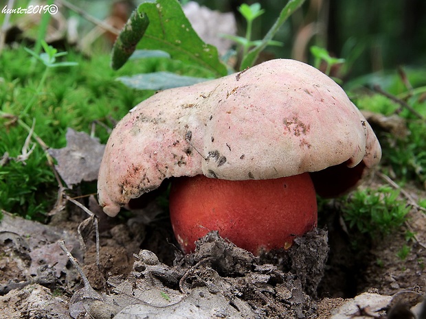 hríb purpurový Rubroboletus rhodoxanthus Kuan Zhao &amp; Zhu L. Yang