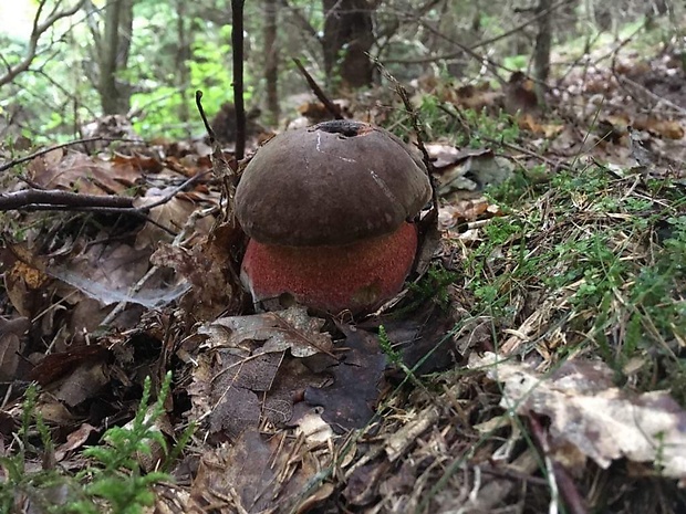 hrib uhladny Rubroboletus-rubrosanguineus