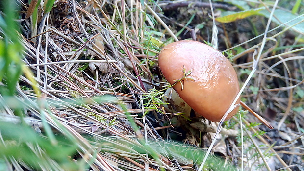 masliak zrnitý Suillus granulatus (L.) Roussel