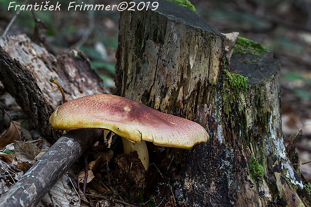 čírovec červenožltý Tricholomopsis rutilans (Schaeff.) Singer