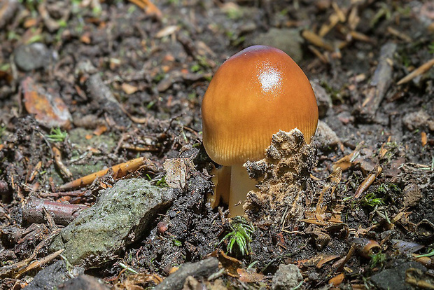 muchotrávka plavohnedá Amanita fulva Fr.