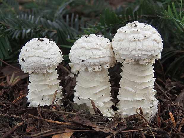 muchotrávka Vittadiniho Amanita vittadinii (Moretti) Vittad.