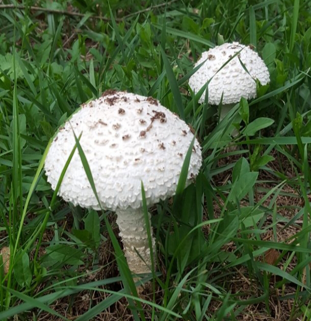 muchotrávka Vittadiniho Amanita vittadinii (Moretti) Vittad.